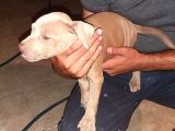 Pitbull Rednose Blue