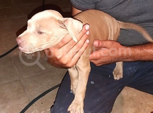 Pitbull Rednose Blue