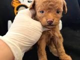 Bebek Sürat Poodle Yavrularimiz