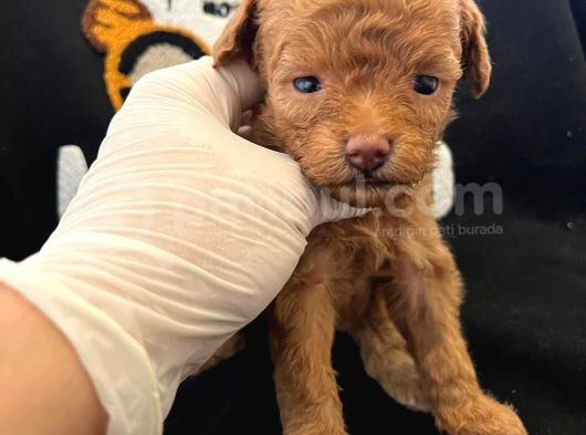 Bebek Sürat Poodle Yavrularimiz görsel