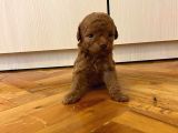 Teddy Sürat Poodle Yavrularimiz