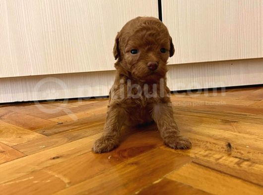 Teddy Sürat Poodle Yavrularimiz görsel