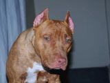 Pitbull Rednose Blue