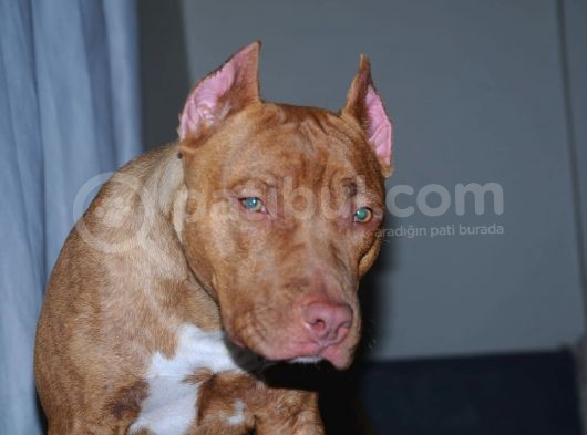 Pitbull Rednose Blue görsel