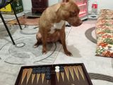Pitbull Rednose Blue