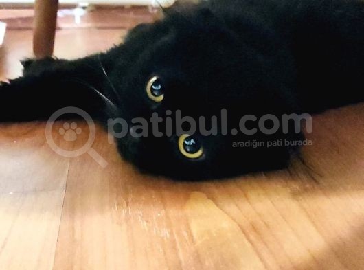 British Longhair Oğlumuz görsel