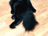 British Longhair Oğlumuz
