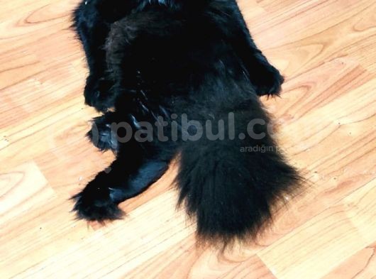 British Longhair Oğlumuz