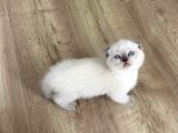 Orjinal Blue Point British Shorthair Yavrular