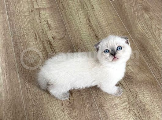 Orjinal Blue Point British Shorthair Yavrular görsel