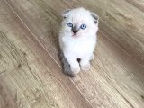 Orjinal Blue Point British Shorthair Yavrular