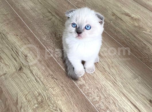 Orjinal Blue Point British Shorthair Yavrular