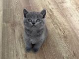 Orjinal Blue Point British Shorthair Yavrular