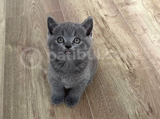 Orjinal Blue Point British Shorthair Yavrular görsel