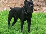 Kif / Fci  A Scr Belgeli Sağlık Ve Irk Garantili