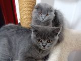 Brıtısh Shorthair