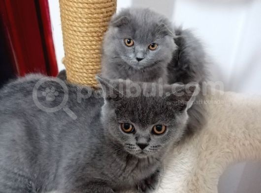 Brıtısh Shorthair görsel