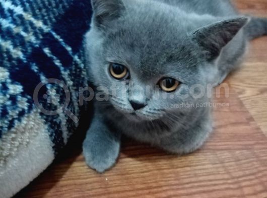 Brıtısh Shorthair görsel