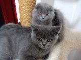 3 Kardeş Scottish Fold