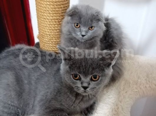 3 Kardeş Scottish Fold görsel