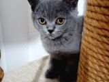 Brıtısh Shorthair