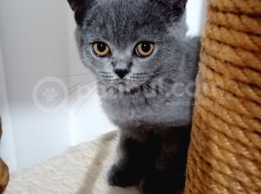 Brıtısh Shorthair görsel