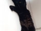 British Longhair Oğlumuz
