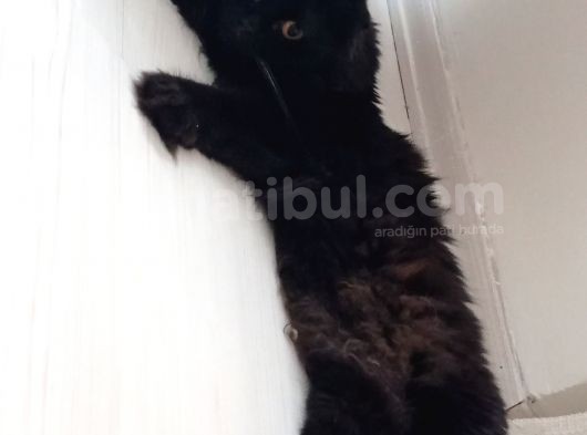 British Longhair Oğlumuz görsel