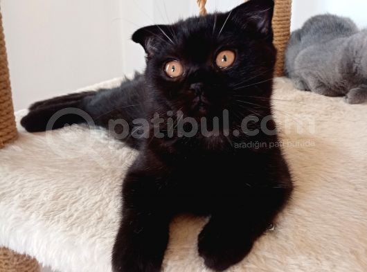 3 Kardeş Scottish Fold görsel