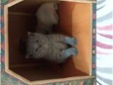 British Shorthair dişi yavru