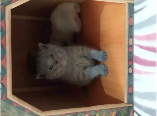 British Shorthair Dişi Yavru