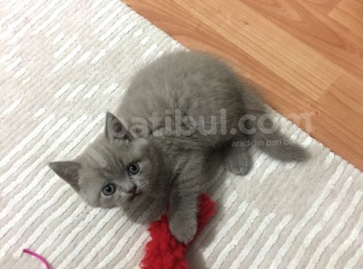 Kendi Kedilerimizin Yavruları görsel