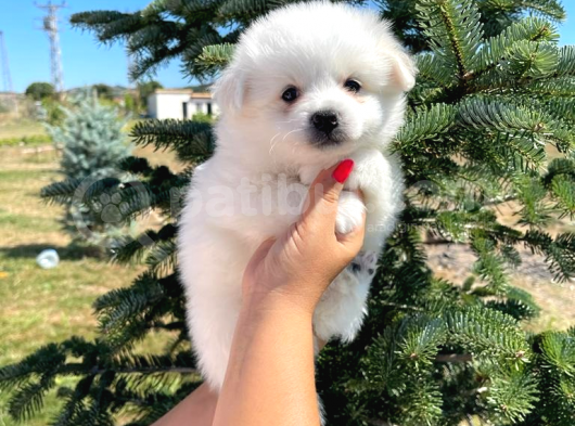 Sun Kennels Üretim Çiftliğinden Spitz Bebekler görsel