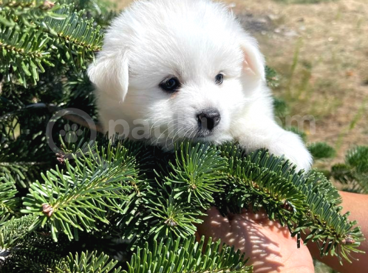 Sun Kennels Üretim Çiftliğinden Spitz Bebekler görsel