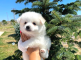 Sun Kennels Üretim Çiftliğinden Spitz Bebekler
