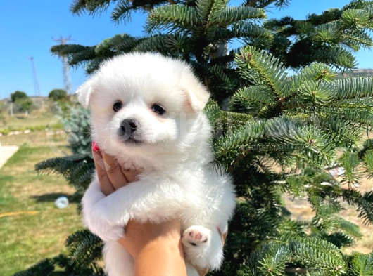 Sun Kennels Üretim Çiftliğinden Spitz Bebekler