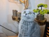 3 Aylık Dişi Scottish Fold