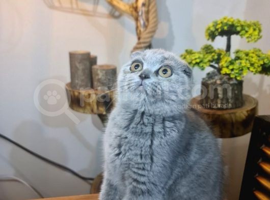 3 Aylık Dişi Scottish Fold