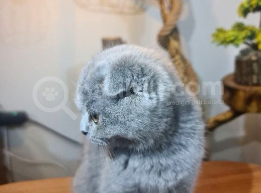 3 Aylık Dişi Scottish Fold görsel
