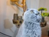 3 Aylık Dişi Scottish Fold