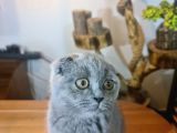 3 Aylık Dişi Scottish Fold