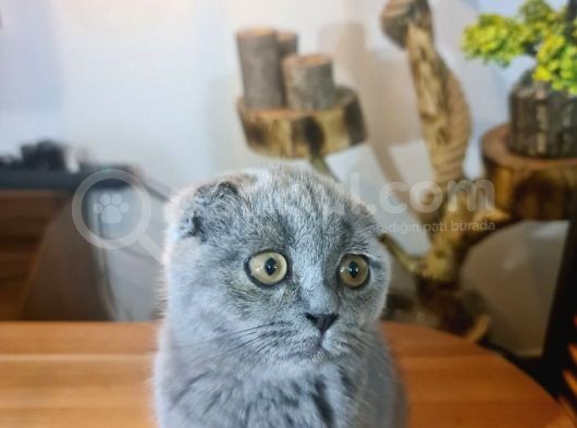 3 Aylık Dişi Scottish Fold görsel