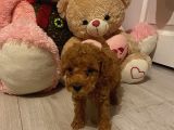 Peluş Oyuncak Gi̇bi̇ Toypoodle Bebekler