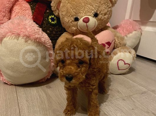Peluş Oyuncak Gi̇bi̇ Toypoodle Bebekler görsel