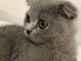 Acil Scottish Fold