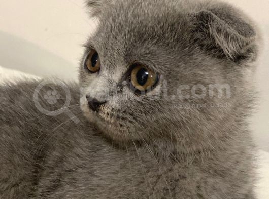Acil Scottish Fold