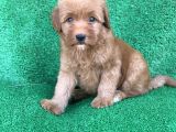 Orji̇nal Red Ve Apri̇cot Malti̇poo Yavrulari