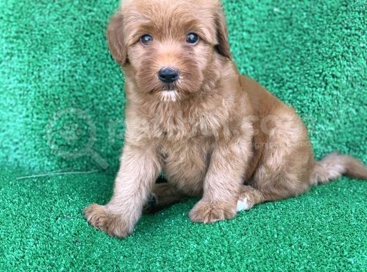 Orji̇nal Red Ve Apri̇cot Malti̇poo Yavrulari görsel