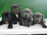 Yüksek Kali̇teli̇ Cane Corso Yavrulari