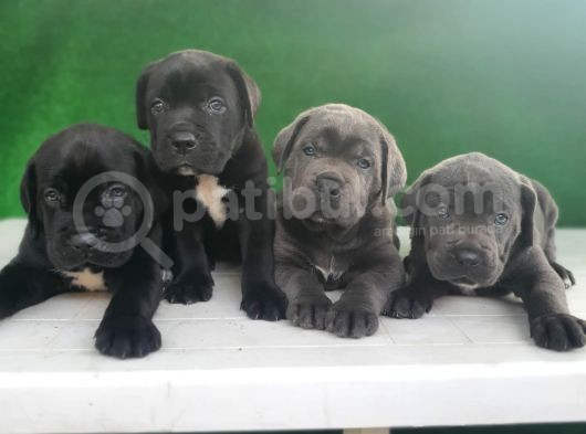 Yüksek Kali̇teli̇ Cane Corso Yavrulari